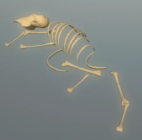 p_boneshorse01x