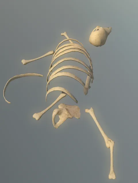 p_boneshorse02x