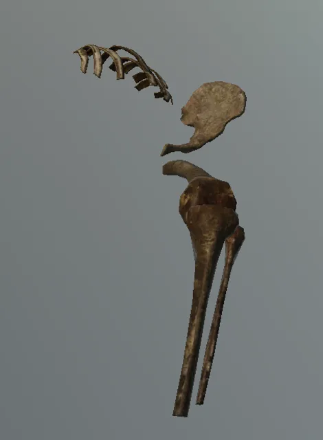 p_boneshuman02x