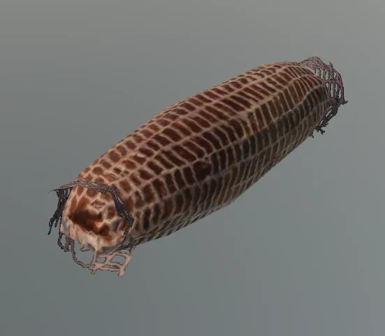 p_capicola_meat