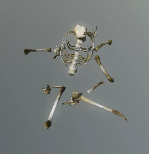 p_carcassboneslg01x