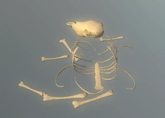 p_carcassbonesmd01x
