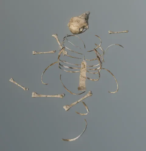 p_carcassbonespossum01x