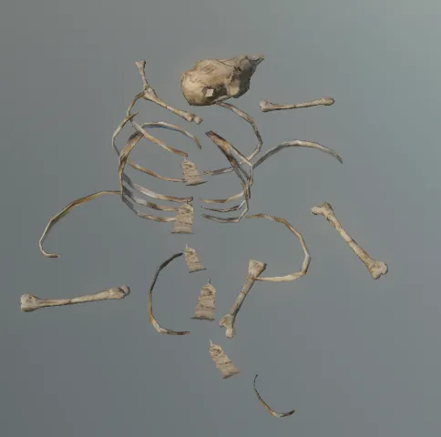 p_carcassbonesrat01x