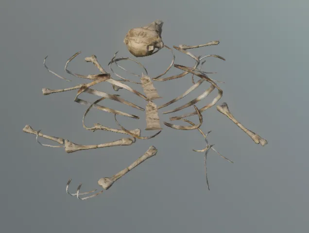 p_carcassbonesturtle02x