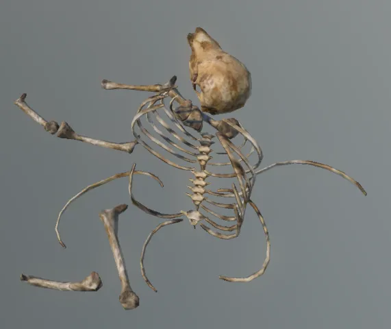 p_carcassbonesxl01x