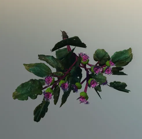 p_cs_burdock01x