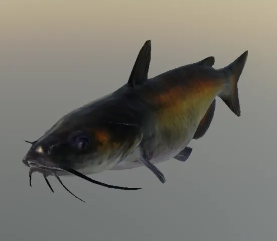 p_cs_catfish_whole01x