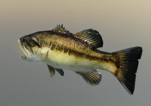 p_cs_fishlargemouthbass01x