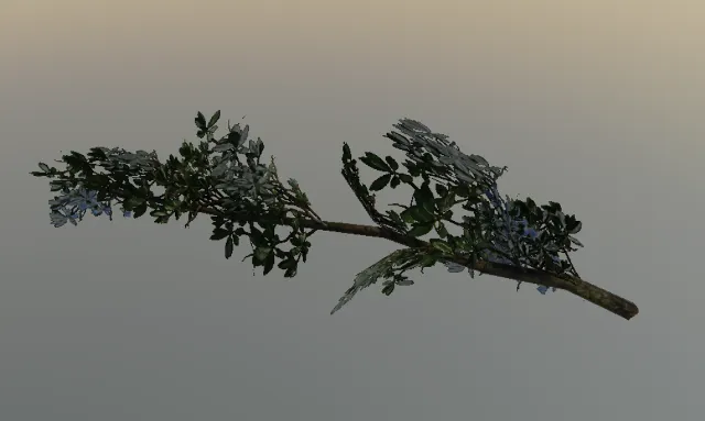 p_cs_gua_branch01x
