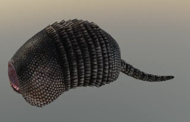 p_cs_pelt_med_armadillo