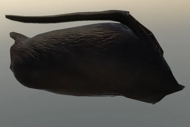 p_cs_pelt_med_muskrat