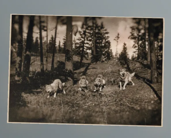p_cs_photowolves