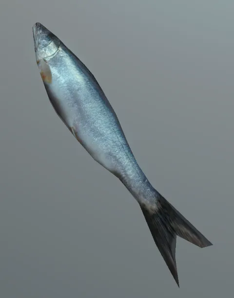 p_cs_sardine0x