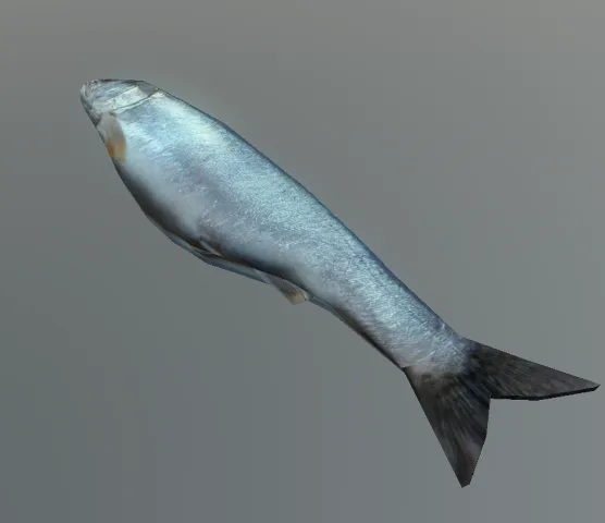 p_cs_trout01x