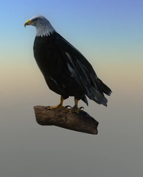 p_eagle01bx
