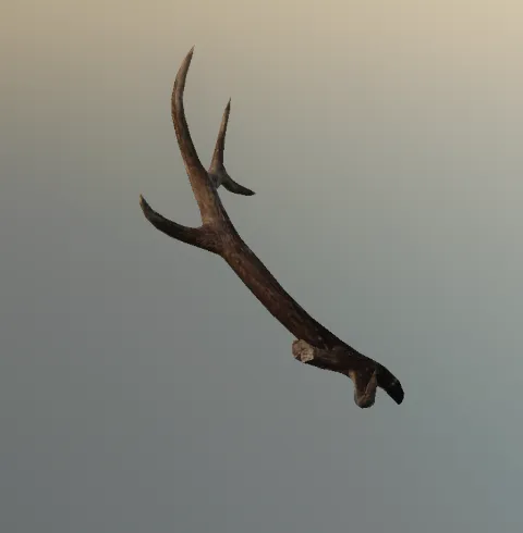 p_elk_horn03x