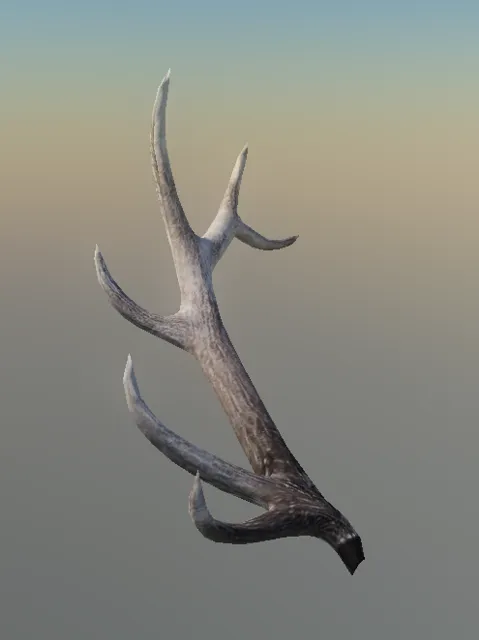 p_elk_horn_albino