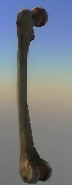 p_femur01x