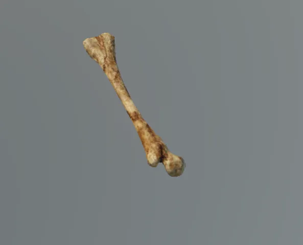p_femur02x