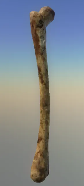 p_femur03x