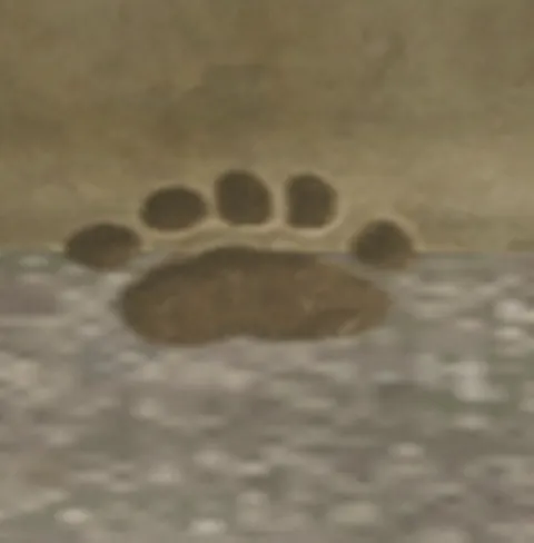 p_fxdecalbearfootprint01x