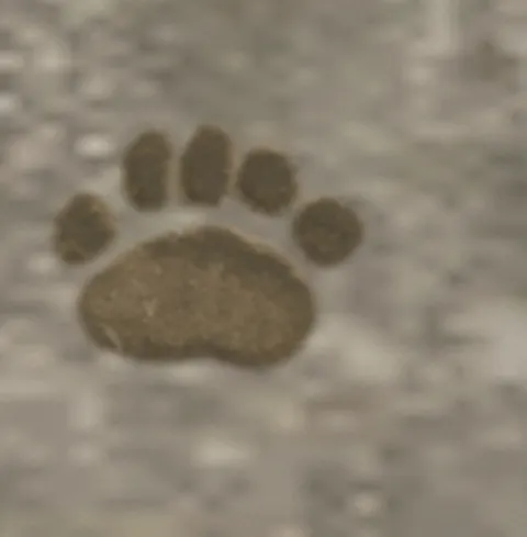 p_fxdecalbearfootprint02x