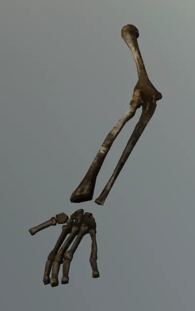 p_humanskeleton02x_arml