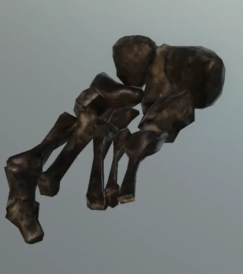 p_humanskeleton02x_footr