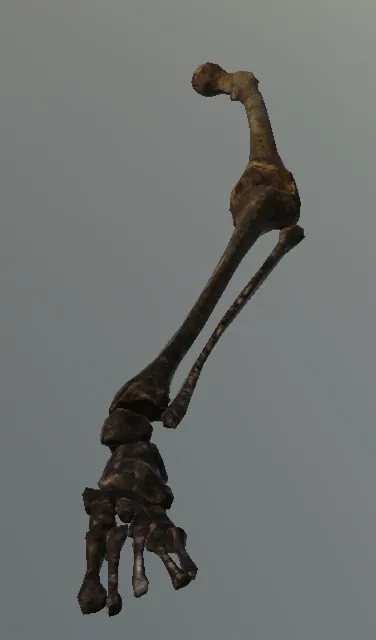 p_humanskeleton02x_legl