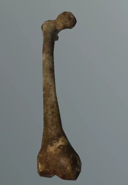 p_humanskeleton02x_thighr