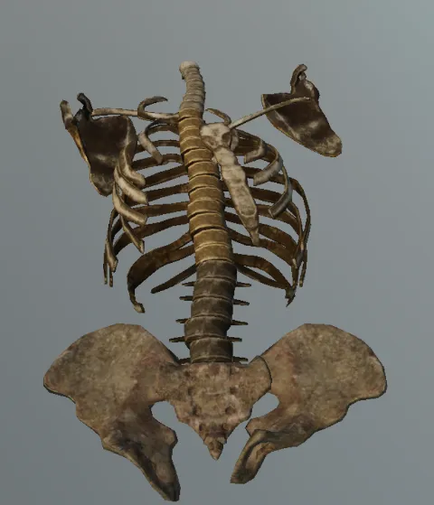 p_humanskeleton02x_torso
