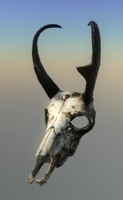 p_pronghornskull01x