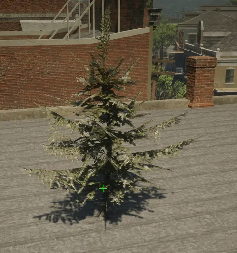 p_sap_fir_snow_aa_sim