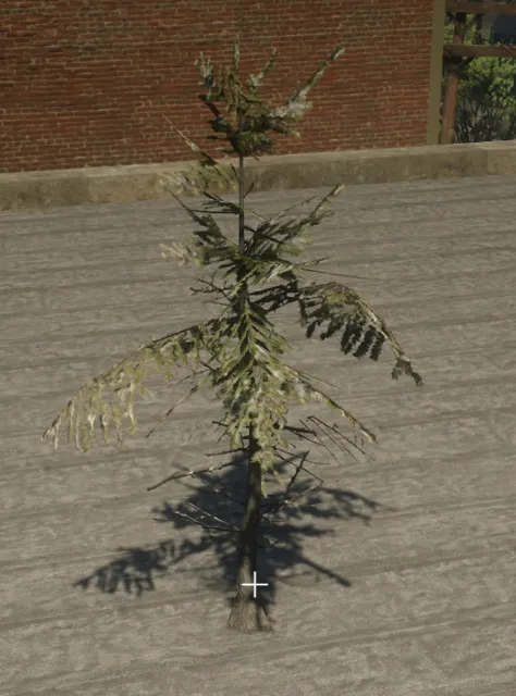 p_sap_fir_snow_ab_sim