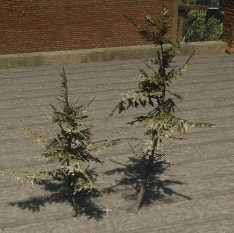 p_sap_fir_snow_ac_sim