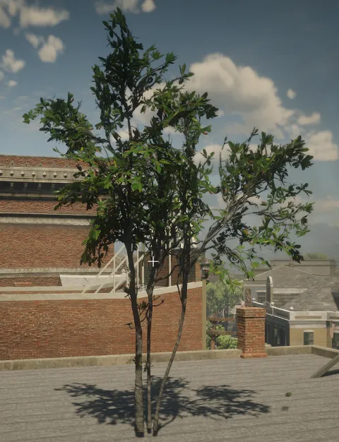 p_sap_magnolia_aa_sim