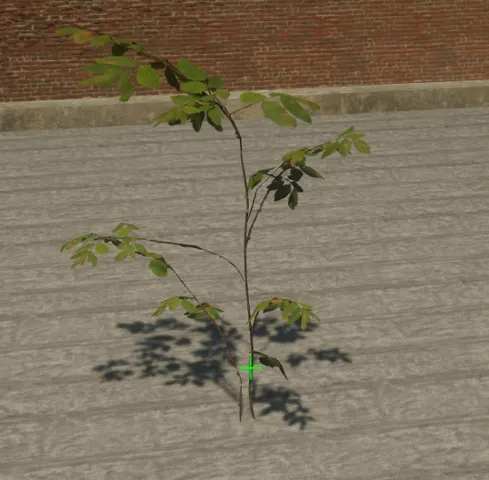 p_sap_maple_bc_sim