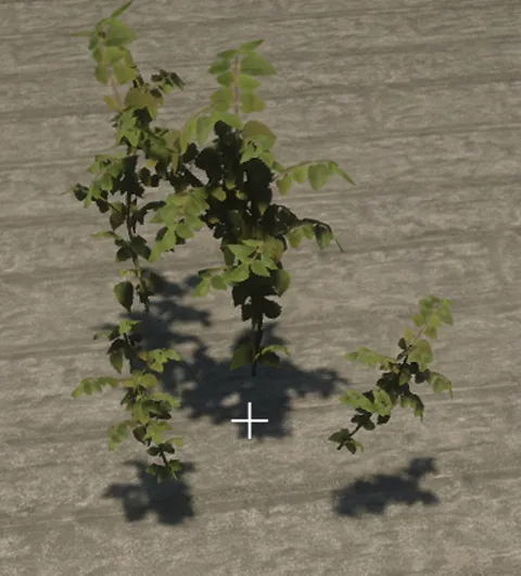 p_sap_poplar_aa_sim