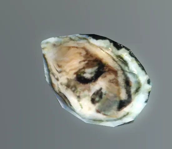 p_singleoyster01x