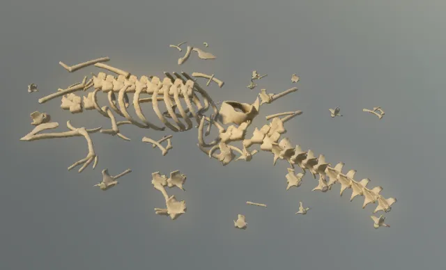 p_skelremalligator01x