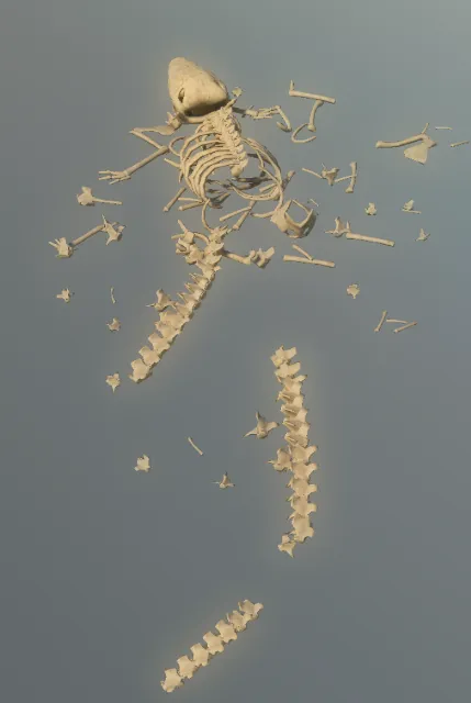 p_skelremalligator04x