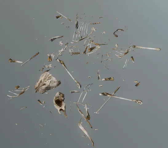 p_skelrembird04x
