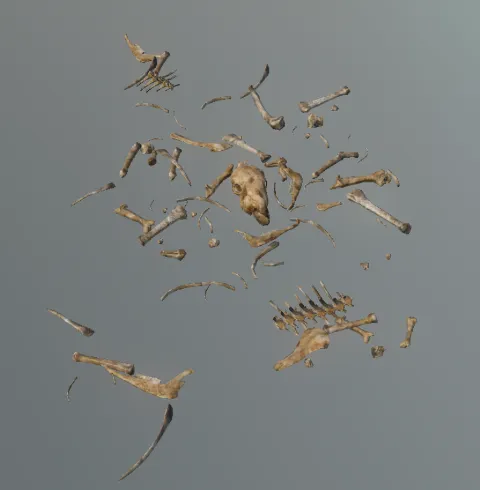 p_skelrembuffalo_01x