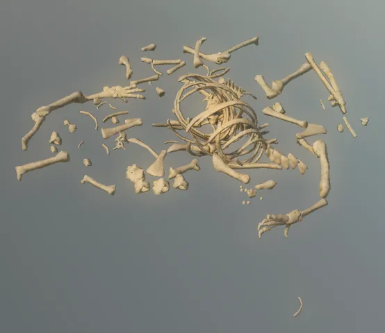 p_skelremcaniform01x