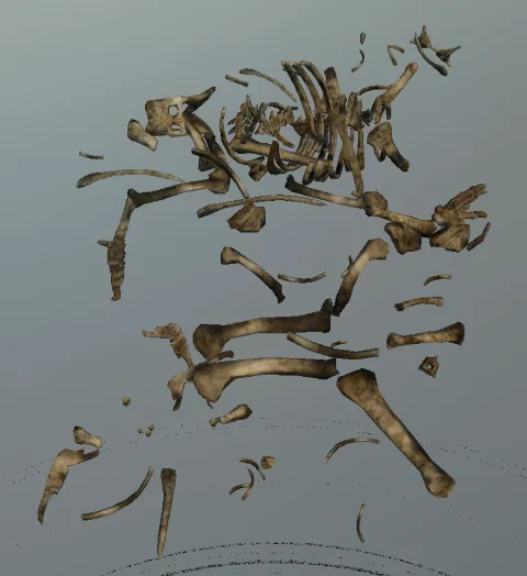 p_skelremcaniform02x