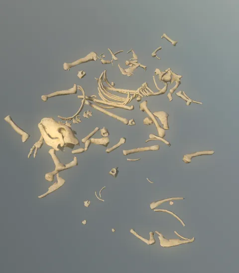 p_skelremcaniform03x