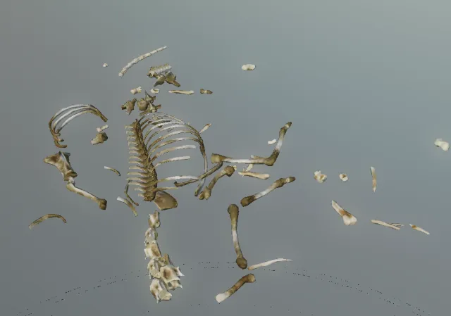 p_skelremcervidae01x