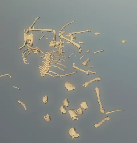 p_skelremcervidae02x