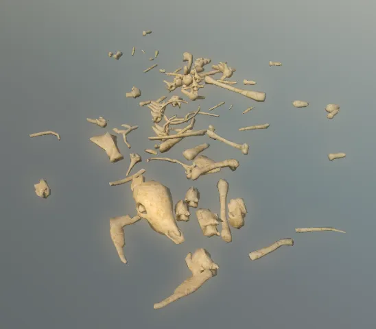 p_skelremcervidae03x